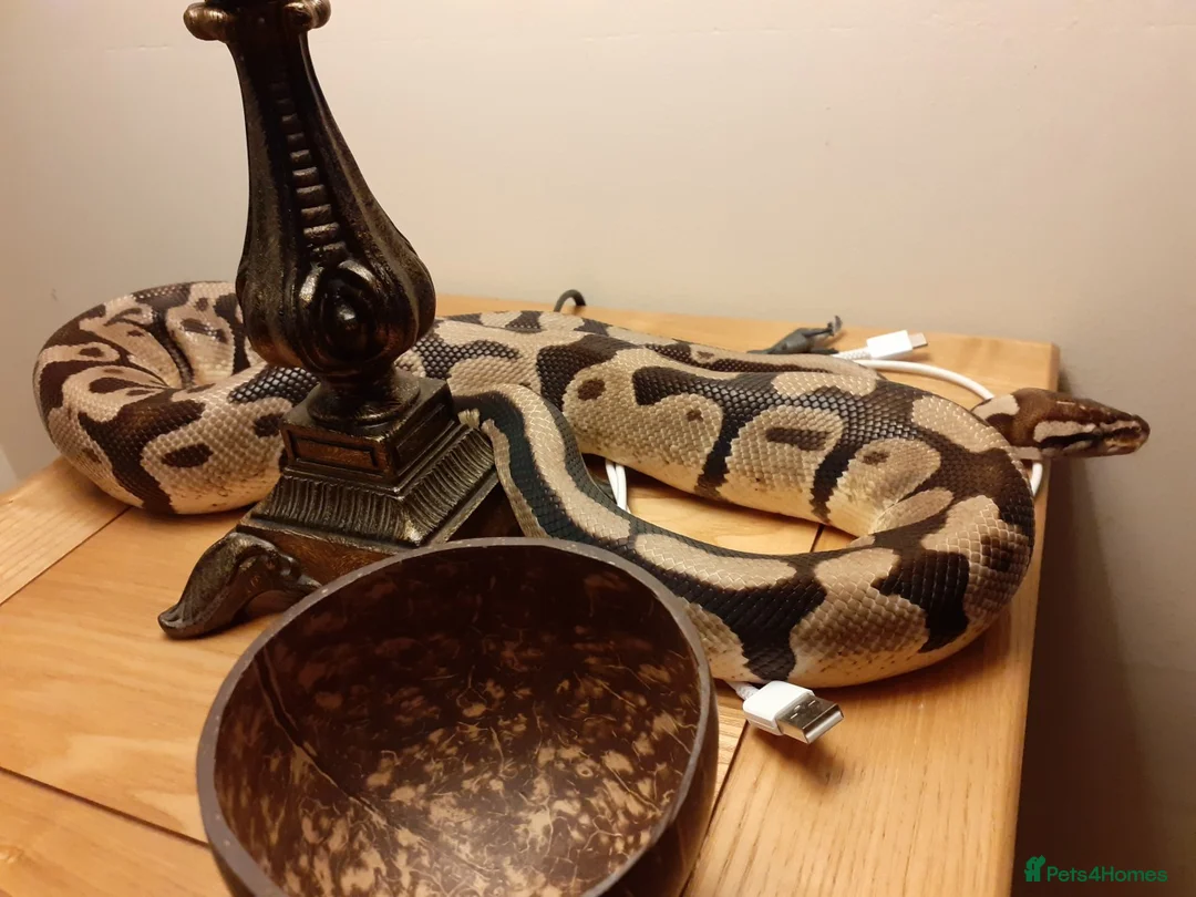Snake reptiles for sale: Royal Python & Milk Snake Free to Good Home - Advert 2