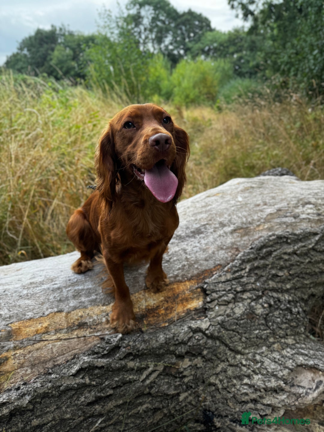 Cocker Spaniel dogs for stud: KC Reg, health tested Working cocker Spaniel in Barnsley - Image 2