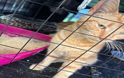Domestic Shorthair cats for sale: Rimber and simba, our ginger rescues 🧡 - Image 17