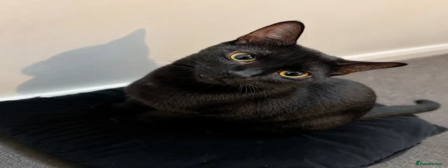 Kitty