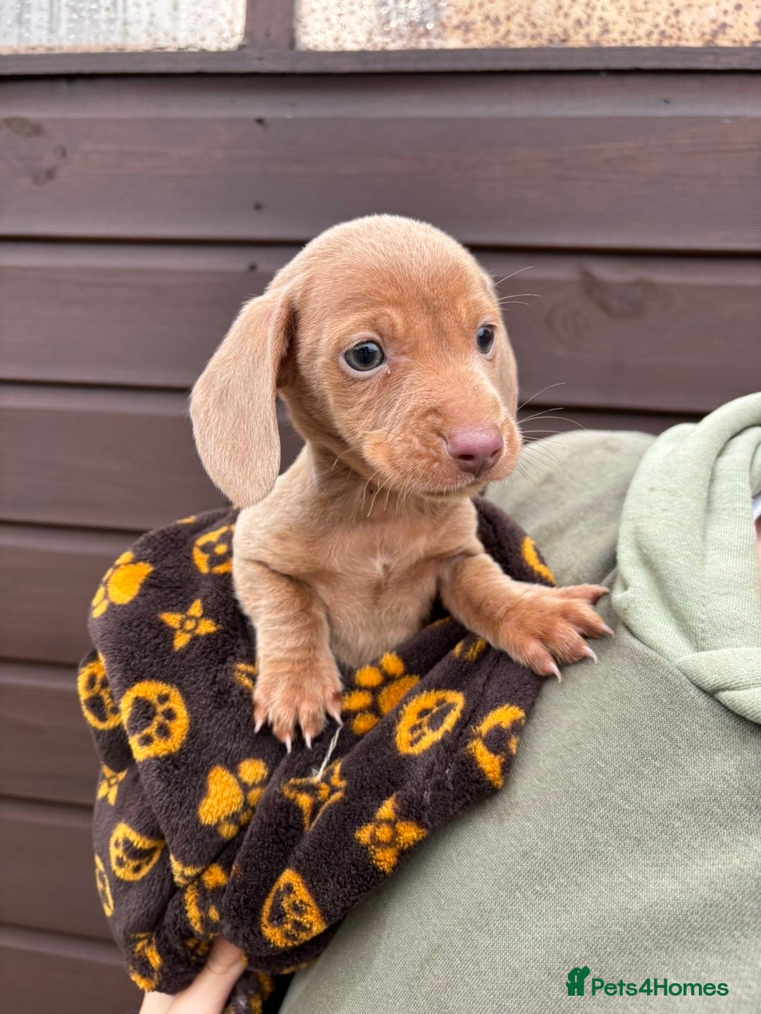 Dachshund dogs for sale: 🎅Beautiful miniature dachshunds🏡 - Advert 2