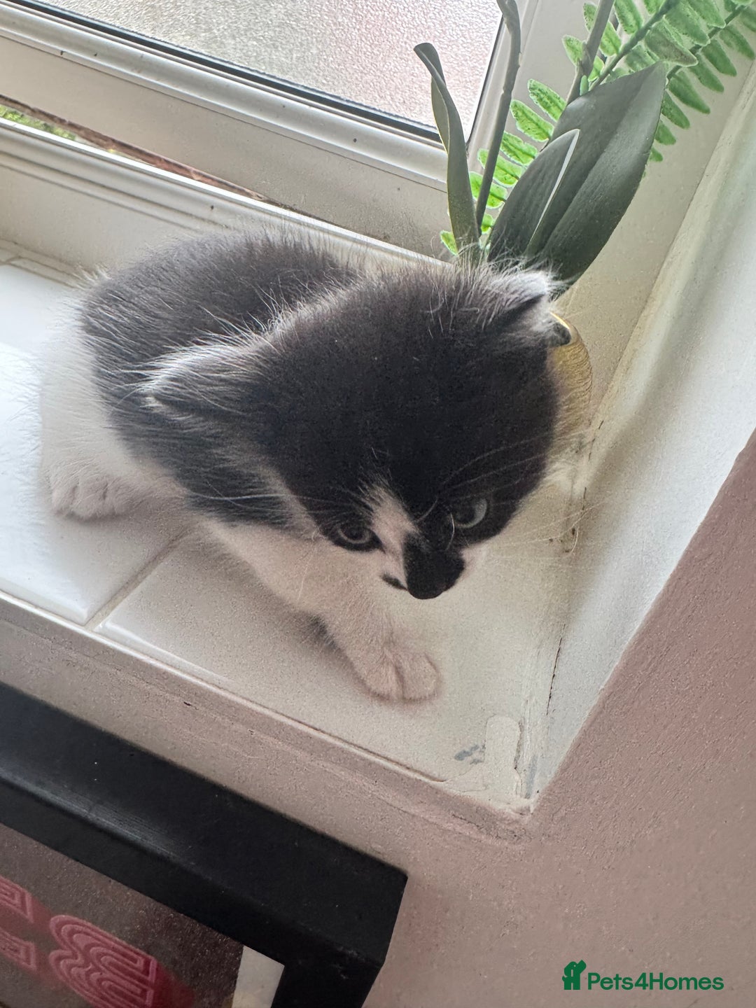 Ragdoll cats for sale: Beautiful kittens for sale  - Image 3