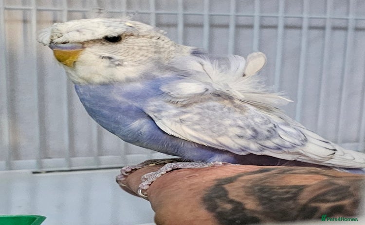 Budgerigars birds - Advert 2