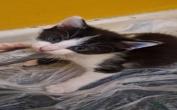 Domestic Shorthair cats for sale: 4 beautiful kittens, ready to go 2nd September  - Image 5