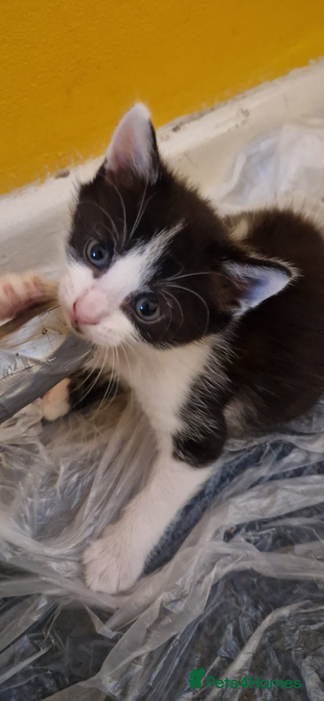 Domestic Shorthair cats for sale: 4 beautiful kittens, ready to go 2nd September  - Image 5