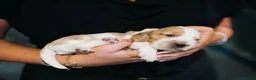 Cocker Spaniel dogs for sale: Last one remaining  - Advert 11