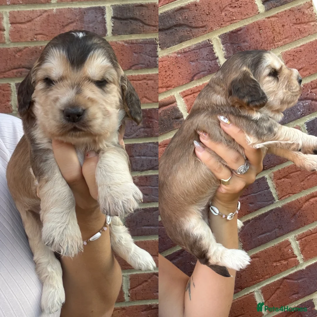 Cocker Spaniel dogs for sale: Stunning cocker spaniel puppies  - Advert 1