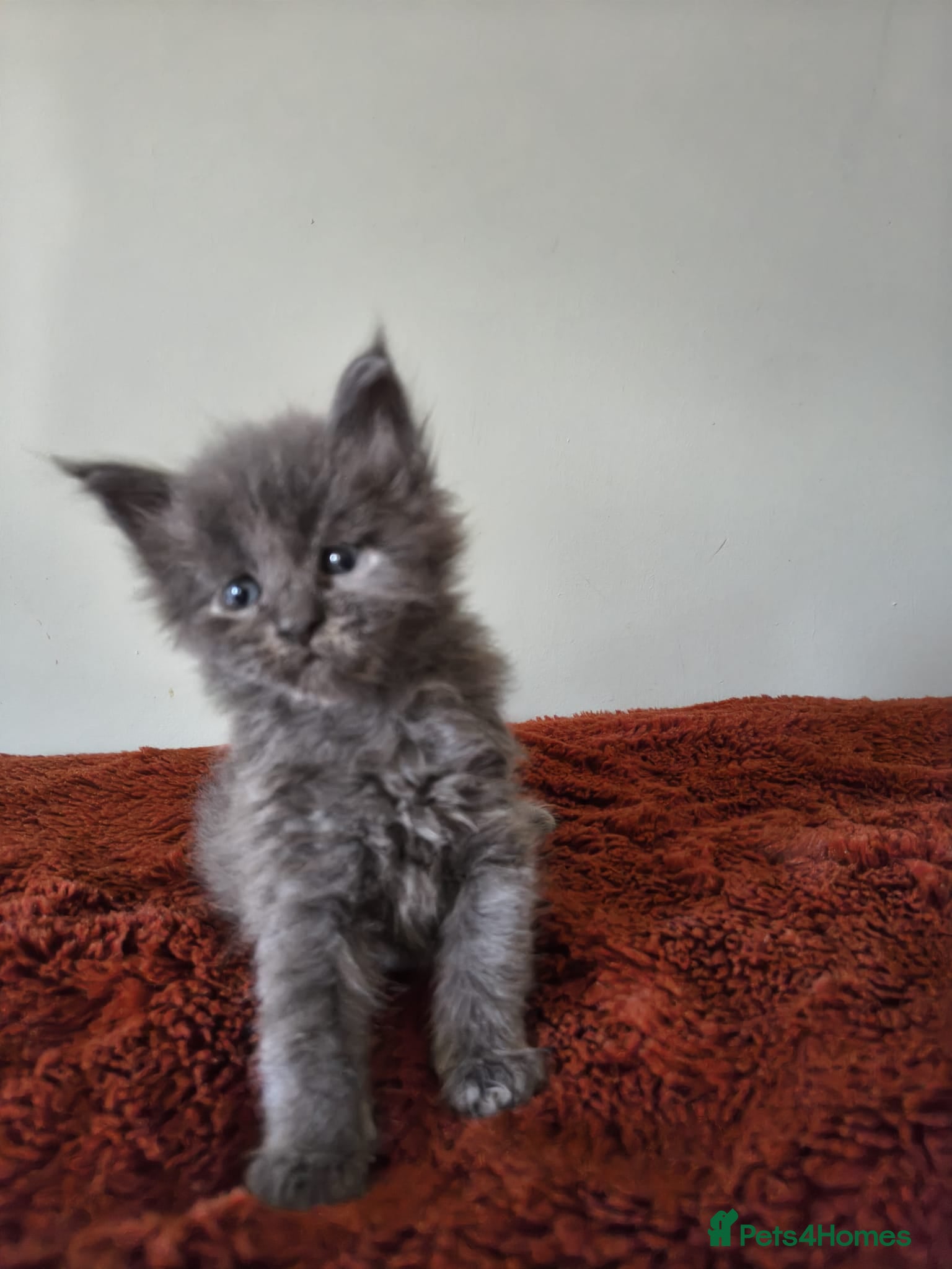 Maine Coon cats Tica registered Maine coon kittens - Advert 2