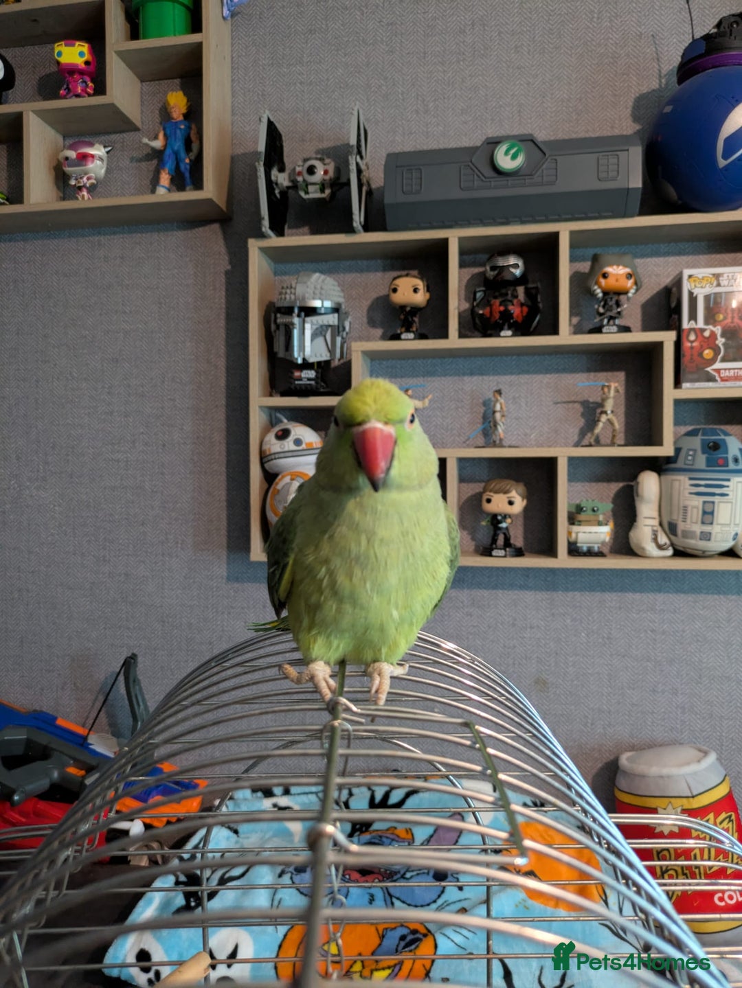 Parrots birds for sale: Beautiful ringneck looking for a new home - Image 7