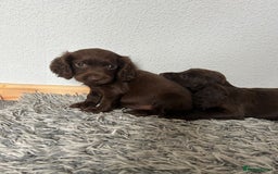 Cocker Spaniel dogs for sale: Cocker spaniel puppies - Image 15