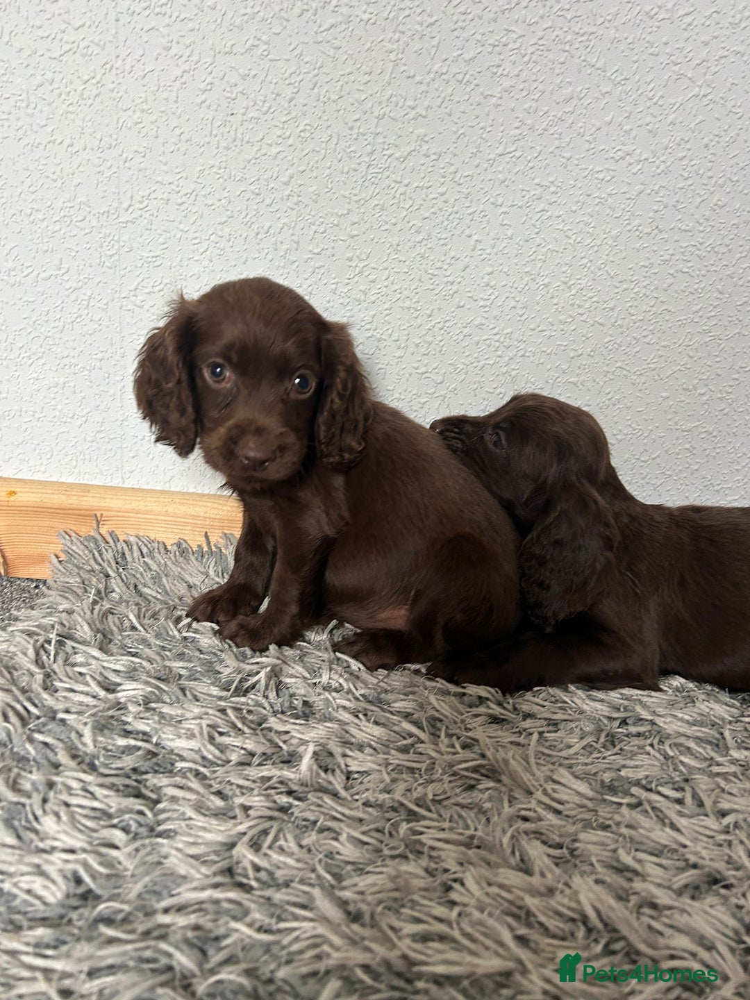 Cocker Spaniel dogs for sale: Cocker spaniel puppies - Image 15