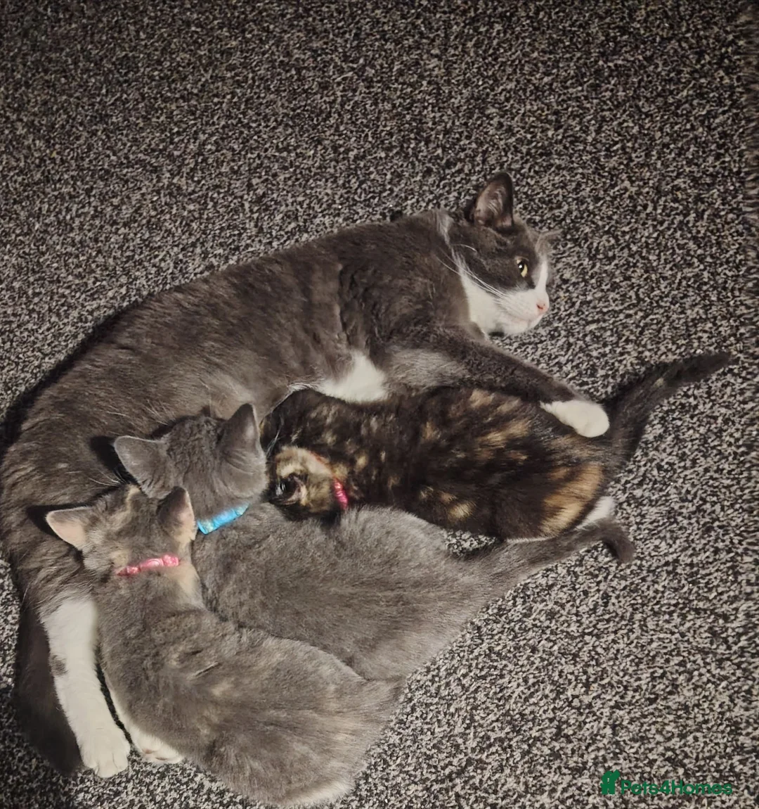 British Shorthair cats for sale: ur sweet kittens ready to steal your heart. - Advert 15