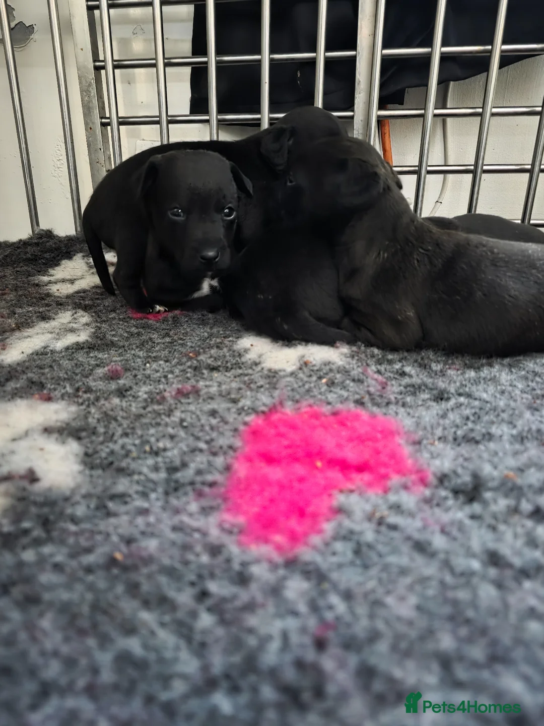Patterdale Terrier dogs for sale: Patterdale babies - Advert 20