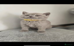 British Shorthair cats for sale: Top Quality GCCF British Shorthair Kittens!  - Image 6
