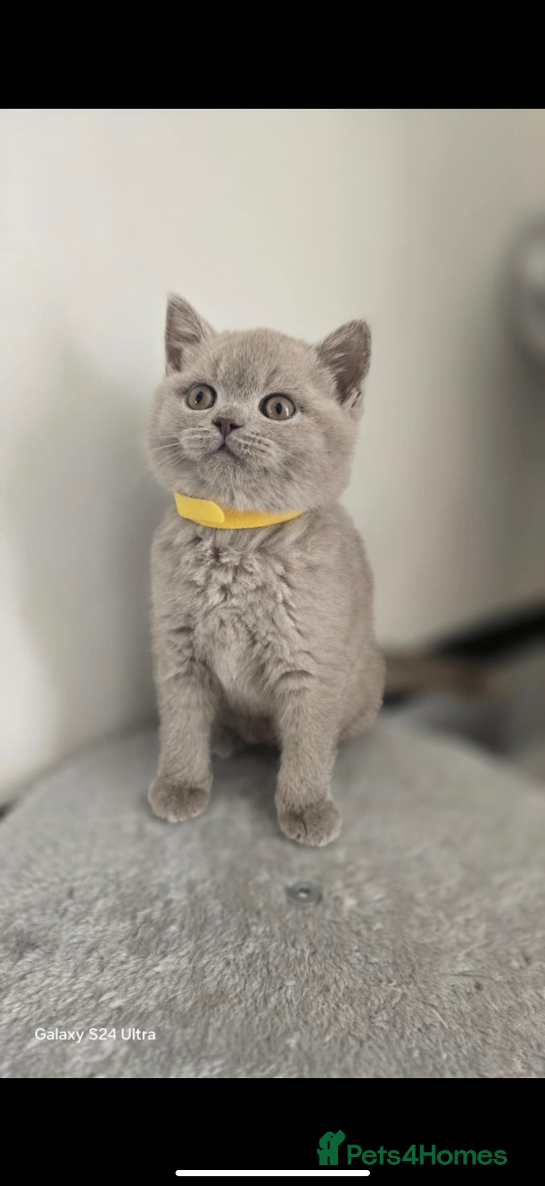 British Shorthair cats for sale: Top Quality GCCF British Shorthair Kittens!  - Image 6