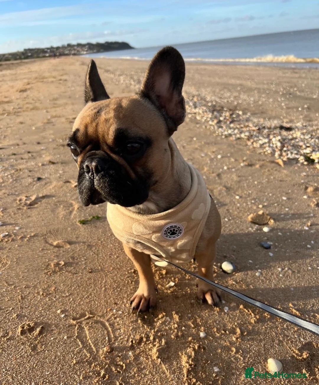 French Bulldog dogs for sale: Coco - French Buldog  - Advert 2