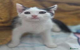 Mixed Breed cats for sale: 1 playful kitten  - Image 6