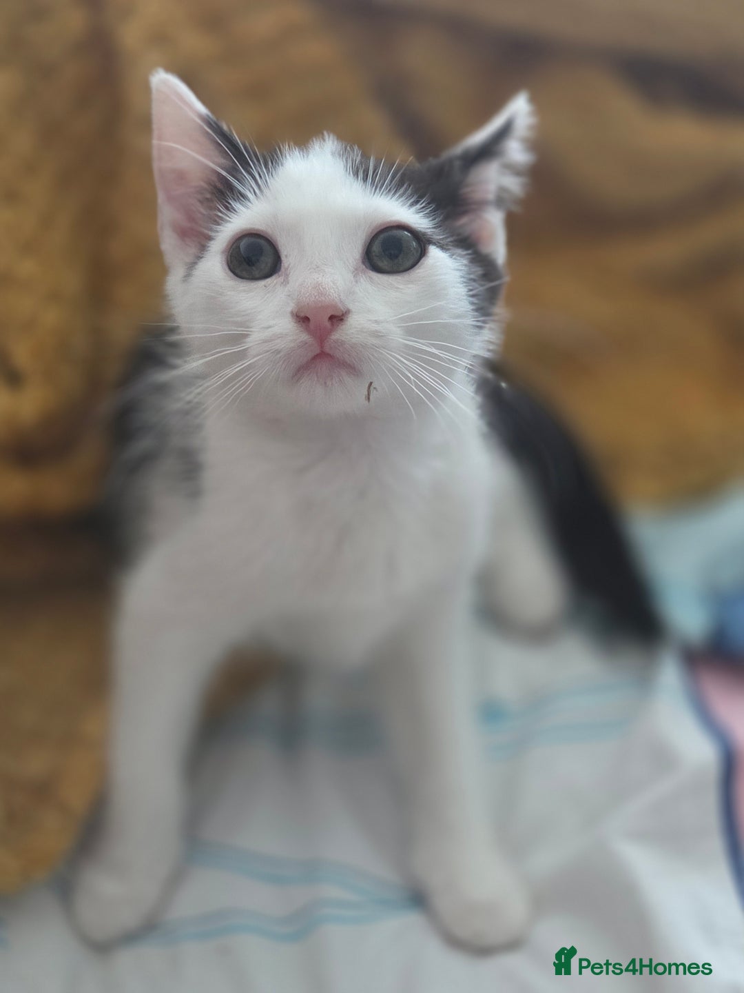 Mixed Breed cats for sale: 1 playful kitten  - Image 6