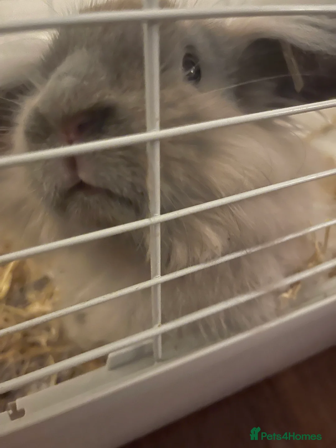 Lionhead rabbits for sale: 2 gorgeous lion heads - 3 months. With cage etc - Advert 2