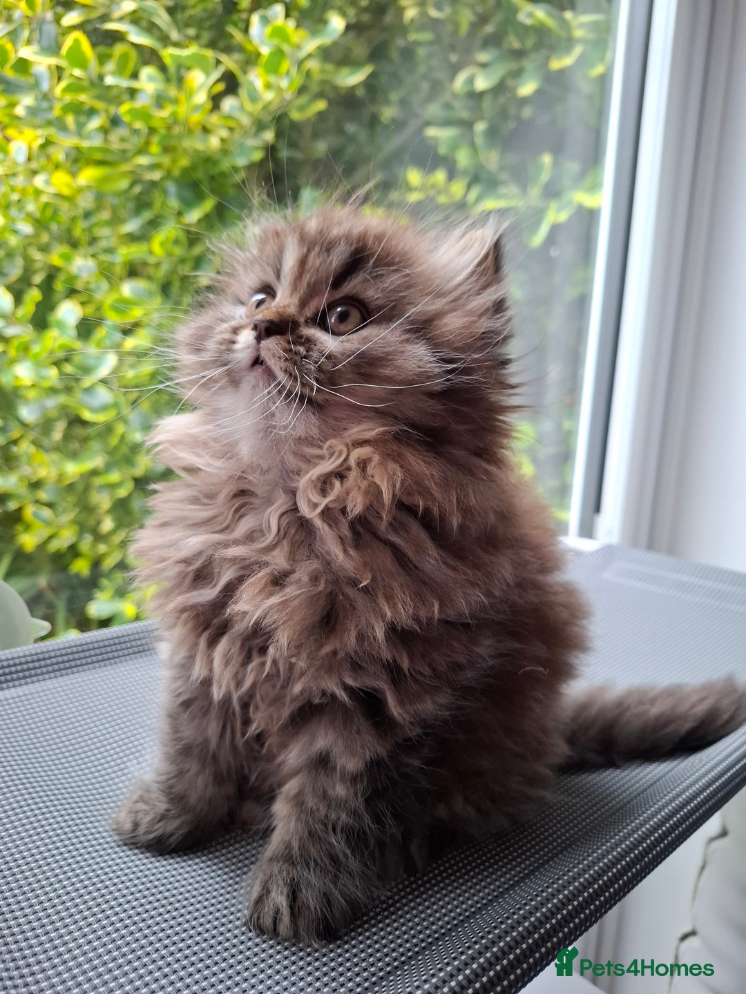 Persian cats for sale: DARK GOLDEN CHINCHILLA PERSIAN KITTEN - Image 2