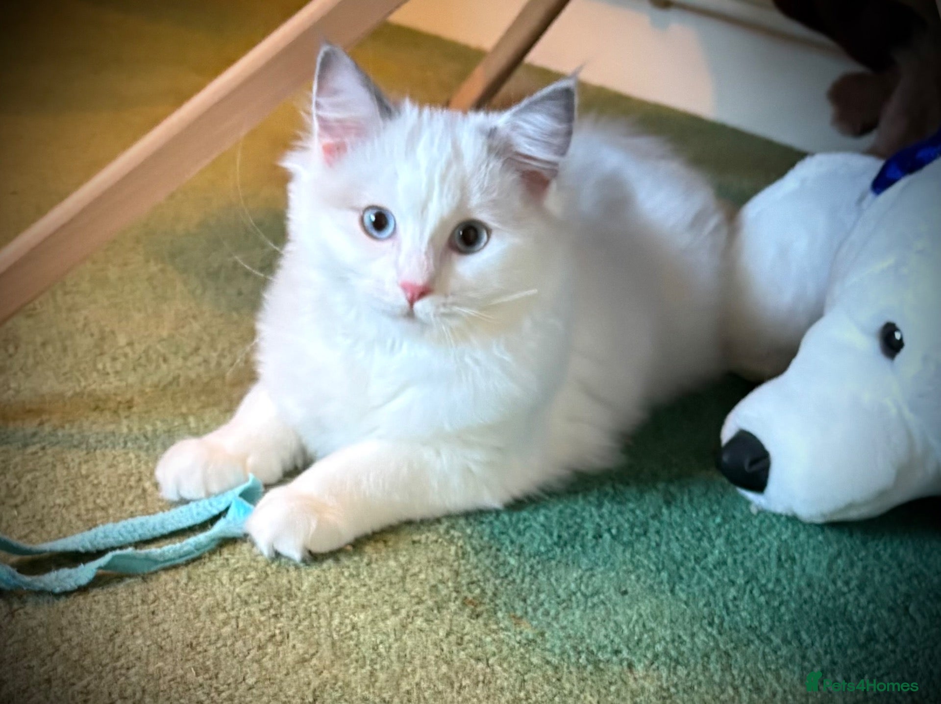 Ragdoll cats 💕🐾 LAST GIRL AVAILABLE – GRAND CHAMPION SIRED - Advert 1