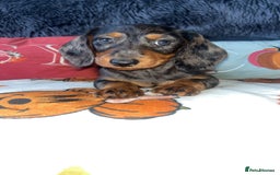 Doxiepoo dogs for sale: House trained READY NOW FOR THERE FOREVER HOMES ❤️ - Image 16