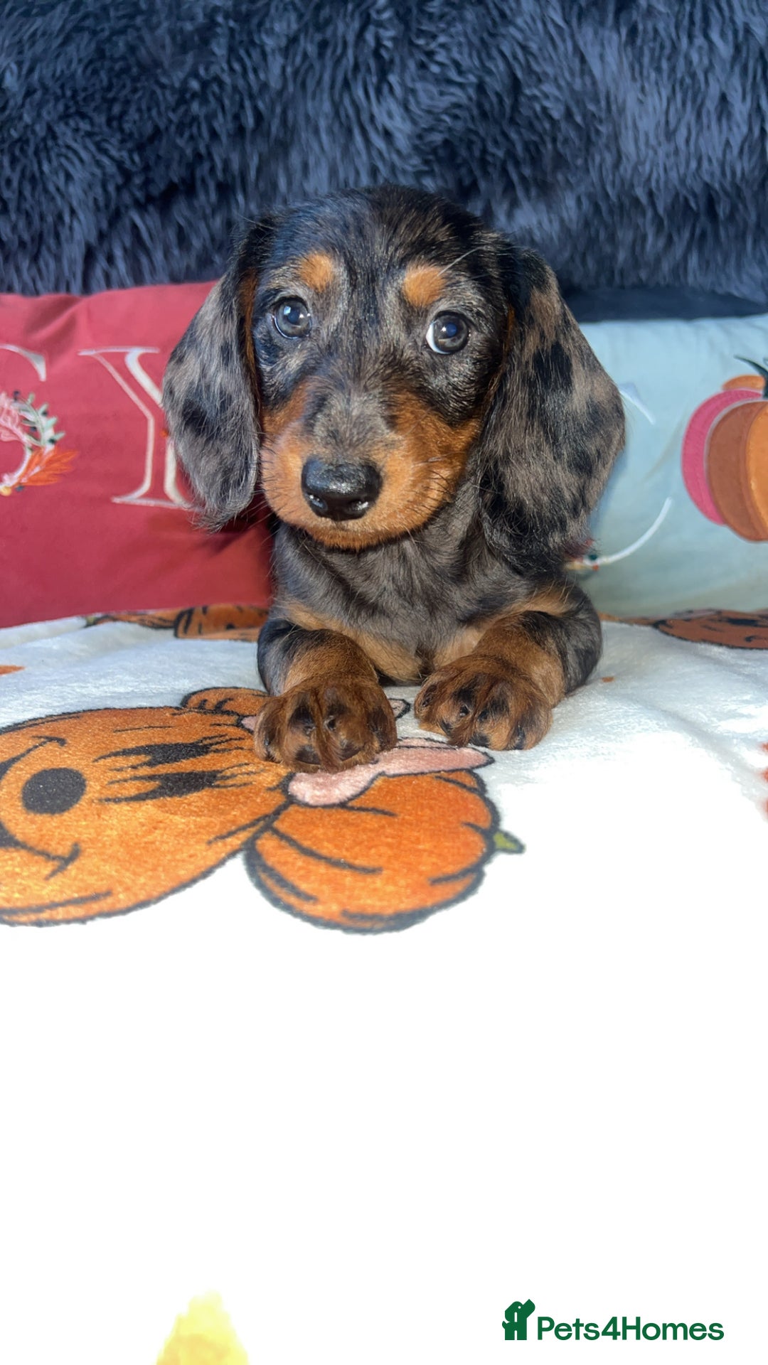 Doxiepoo dogs for sale: House trained READY NOW FOR THERE FOREVER HOMES ❤️ - Image 16