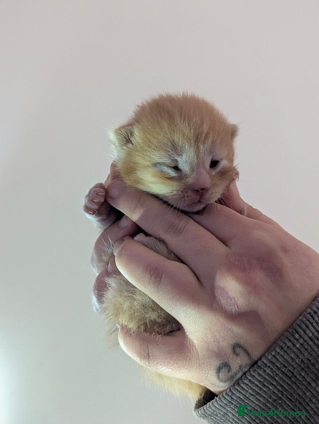 Maine Coon cats for sale: 2 week old kittens - Advert 4