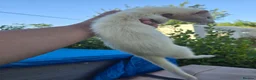 Ferret rodents for sale: Stunning part angora kits for sale - Advert 2