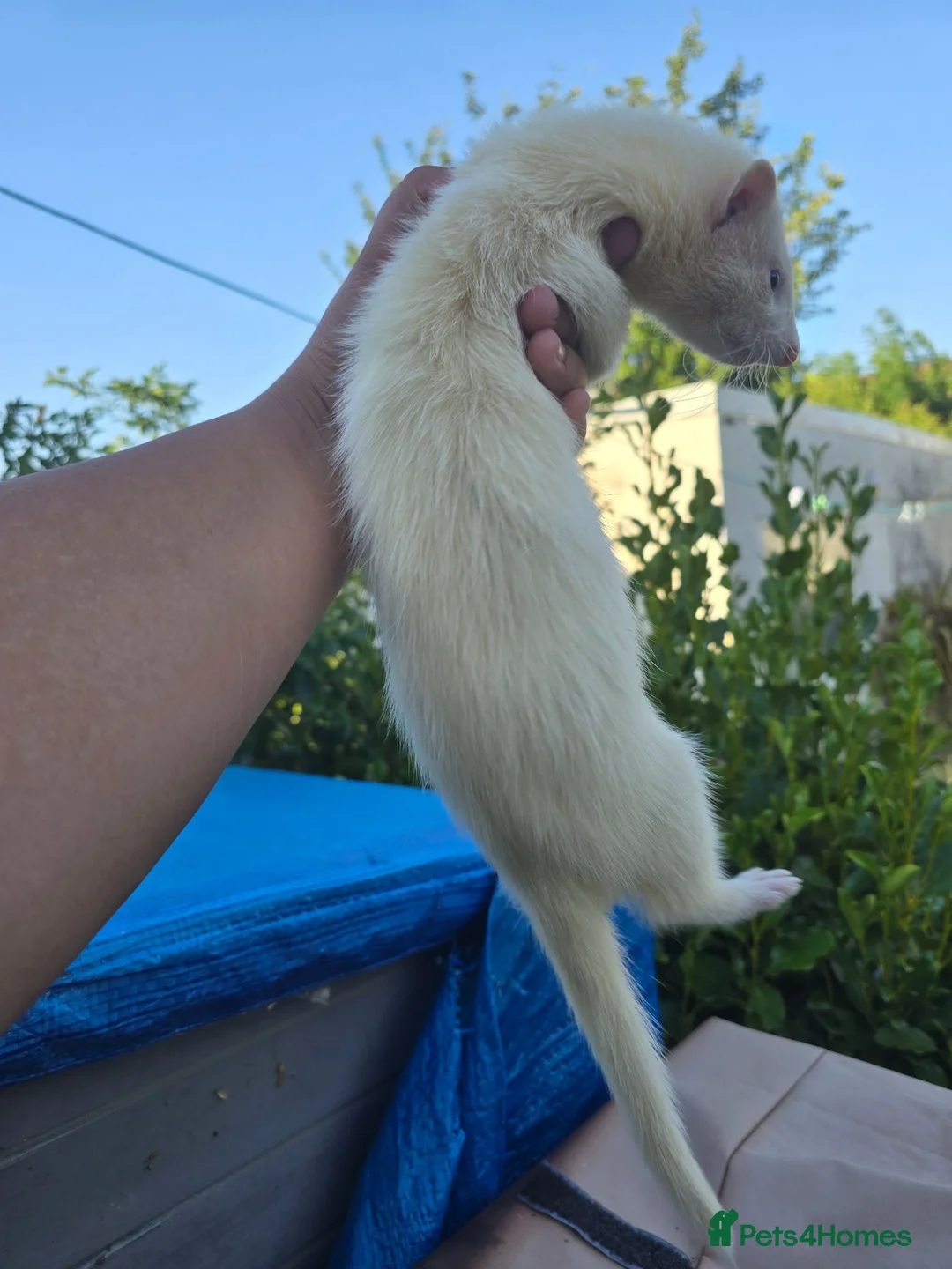 Ferret rodents for sale: Stunning part angora kits for sale - Advert 2