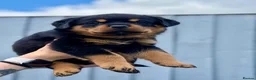 Rottweiler dogs for sale: 5 Exceptional KC Registered Rottweiler Puppies - Advert 14