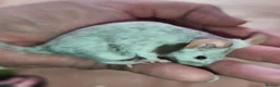 Mouse rodents for sale: Beautiful female mice in many colours  - Advert 5