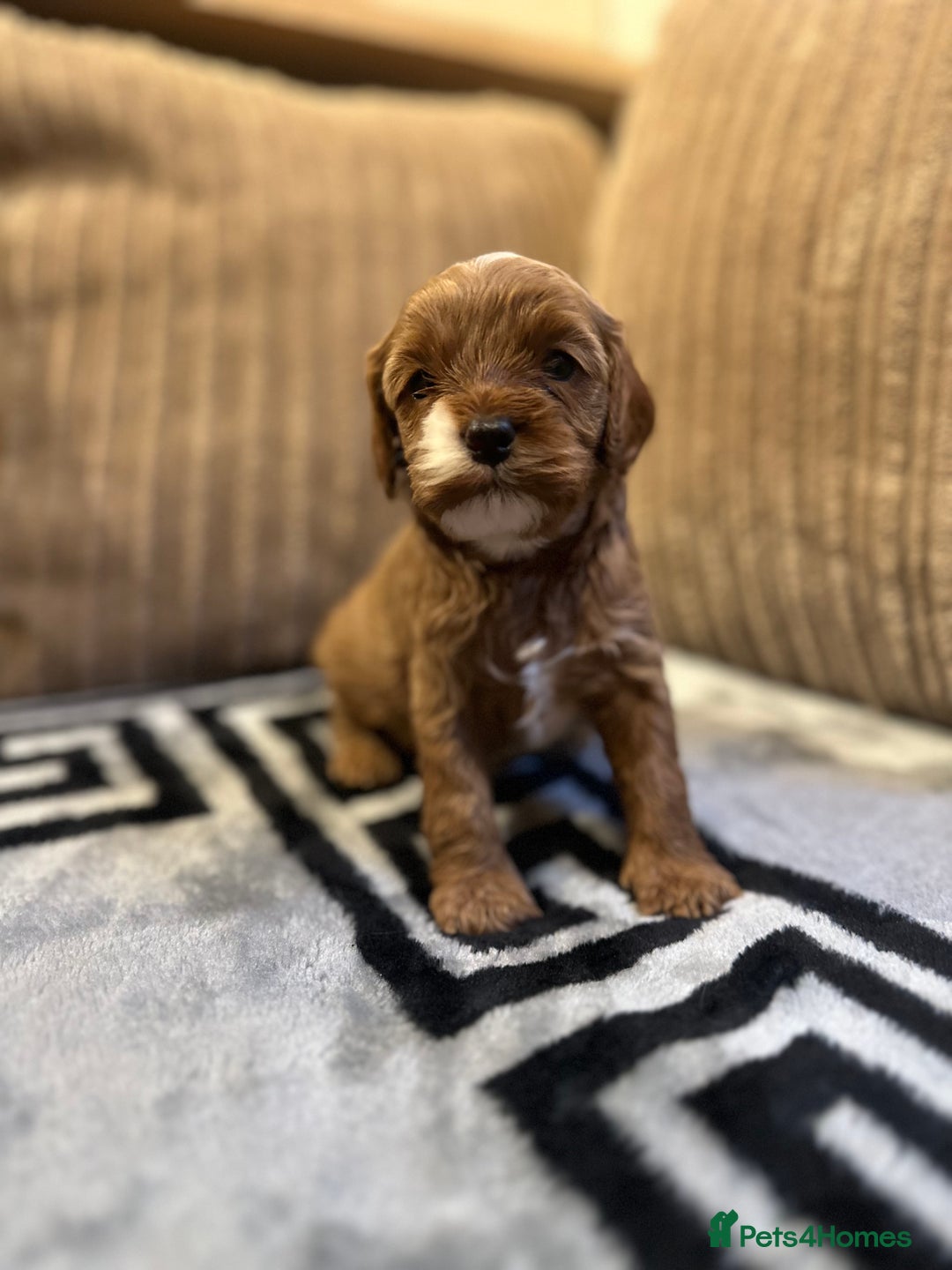 Cavapoo dogs for sale: 🐶 Beautiful Red Cavapoo Puppies – Ready November  - Image 21