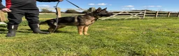 German Shepherd dogs for sale: Retiring 3 bitches & 1 male - Advert 11
