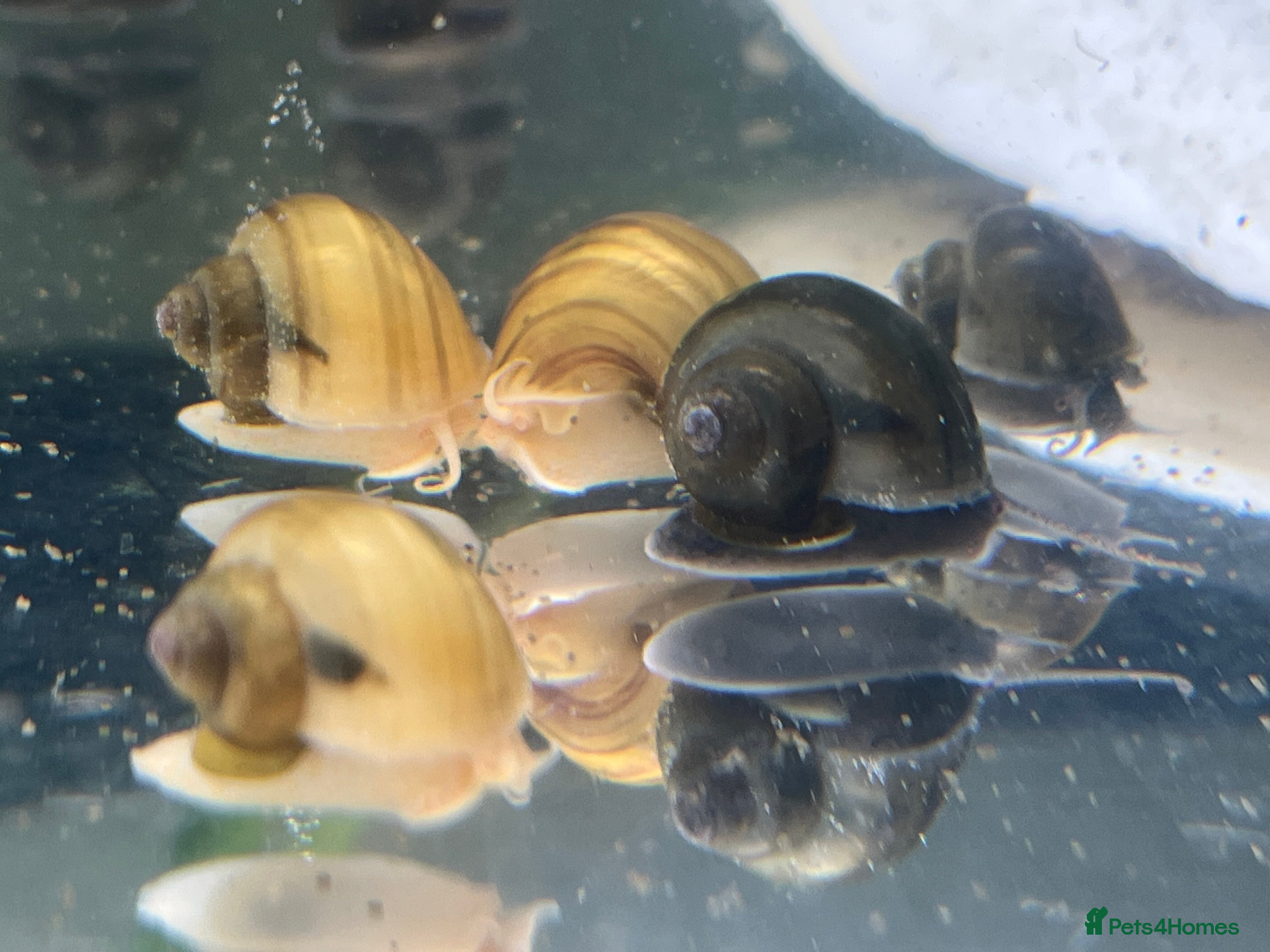 Snails invertebrates Mystery Snails - Advert 1