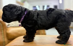 Cockapoo dogs for sale: Cockapoo Female Puppy - Ready to leave in 1 week - Image 17