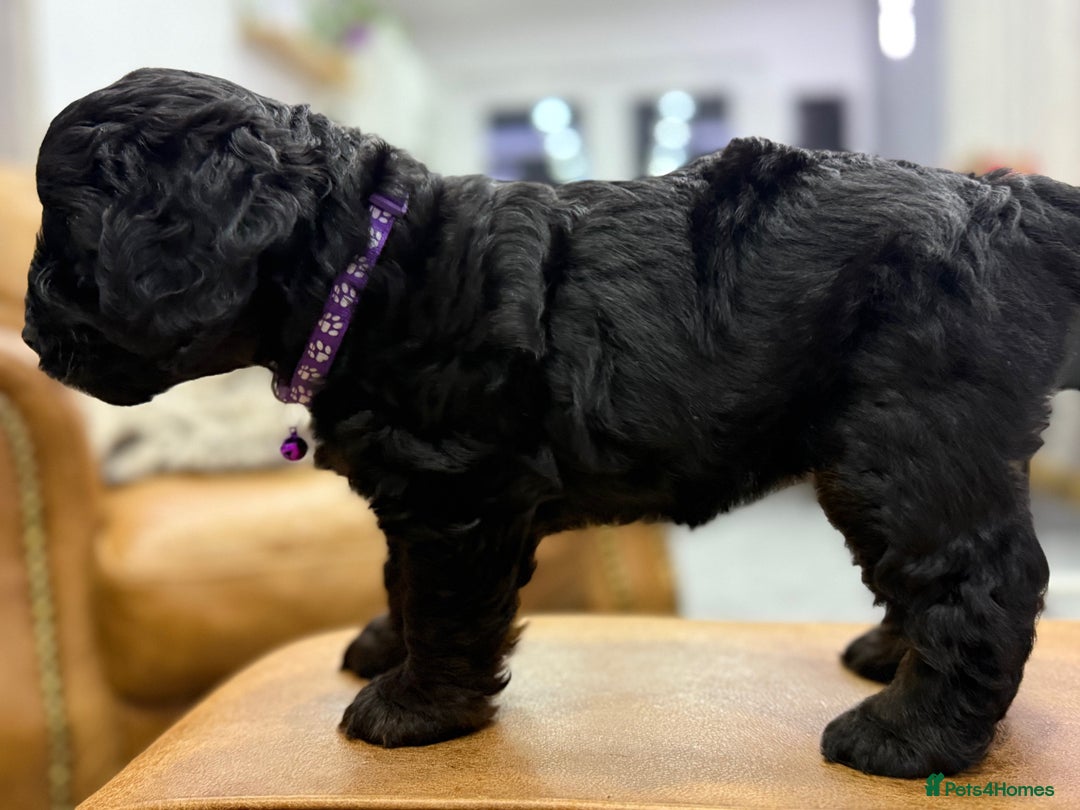 Cockapoo dogs for sale: Cockapoo Female Puppy - Ready to leave in 1 week - Image 17