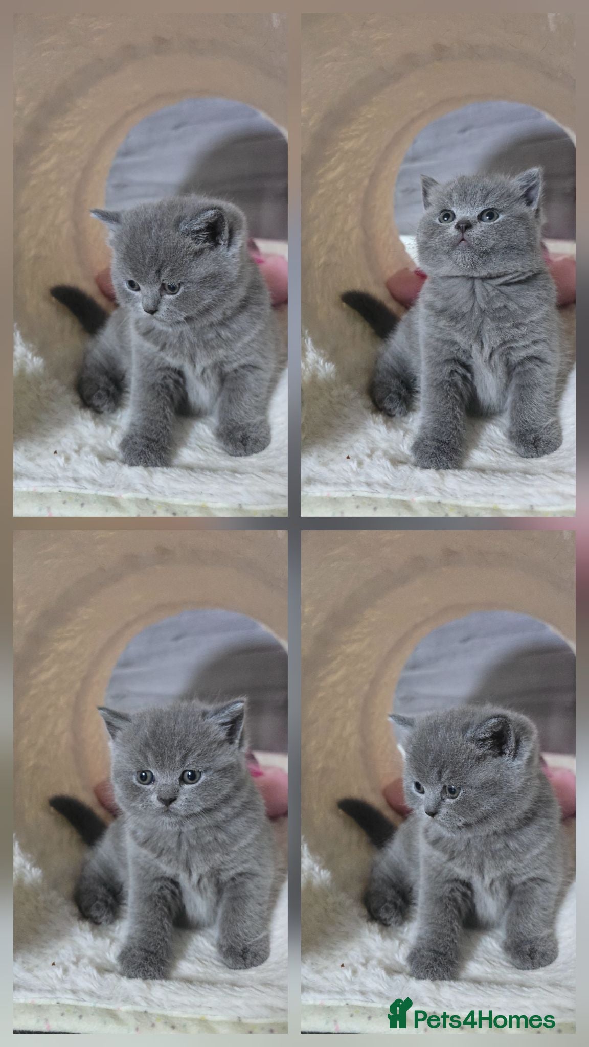 British Shorthair cats for sale: Gorgeous BSH boy - Advert 2