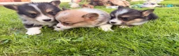 Welsh Corgi Pembroke dogs for sale: Kc pembroke corgi puppies - Advert 6