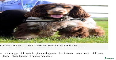 Cocker Spaniel dogs in March - Advert 2