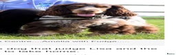 Cocker Spaniel dogs for stud: Beautiful show chocolate roan & tan dog for stud  in March - Advert 3