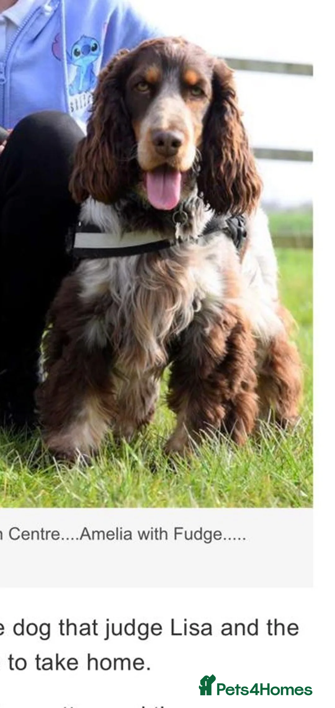 Cocker Spaniel dogs for stud: Beautiful show chocolate roan & tan dog for stud  in March - Advert 3