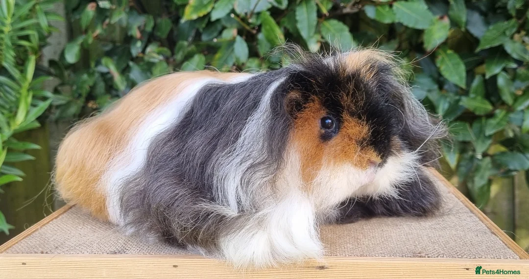 Guinea Pig rodents for sale: PET Tri-Colour Texel Boar  - Advert 1