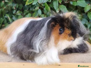 Guinea Pig rodents PET Tri-Colour Texel Boar - Advert 4