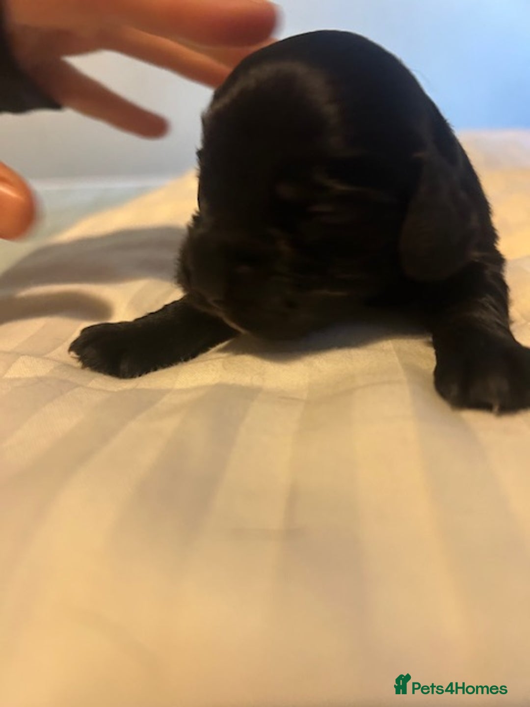 Cocker Spaniel dogs for sale: Working cocker spaniels for sale - Advert 3