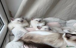 Ragdoll cats for sale: Adorable Pedigree Ragdoll Kittens Available 🐾 - Image 32