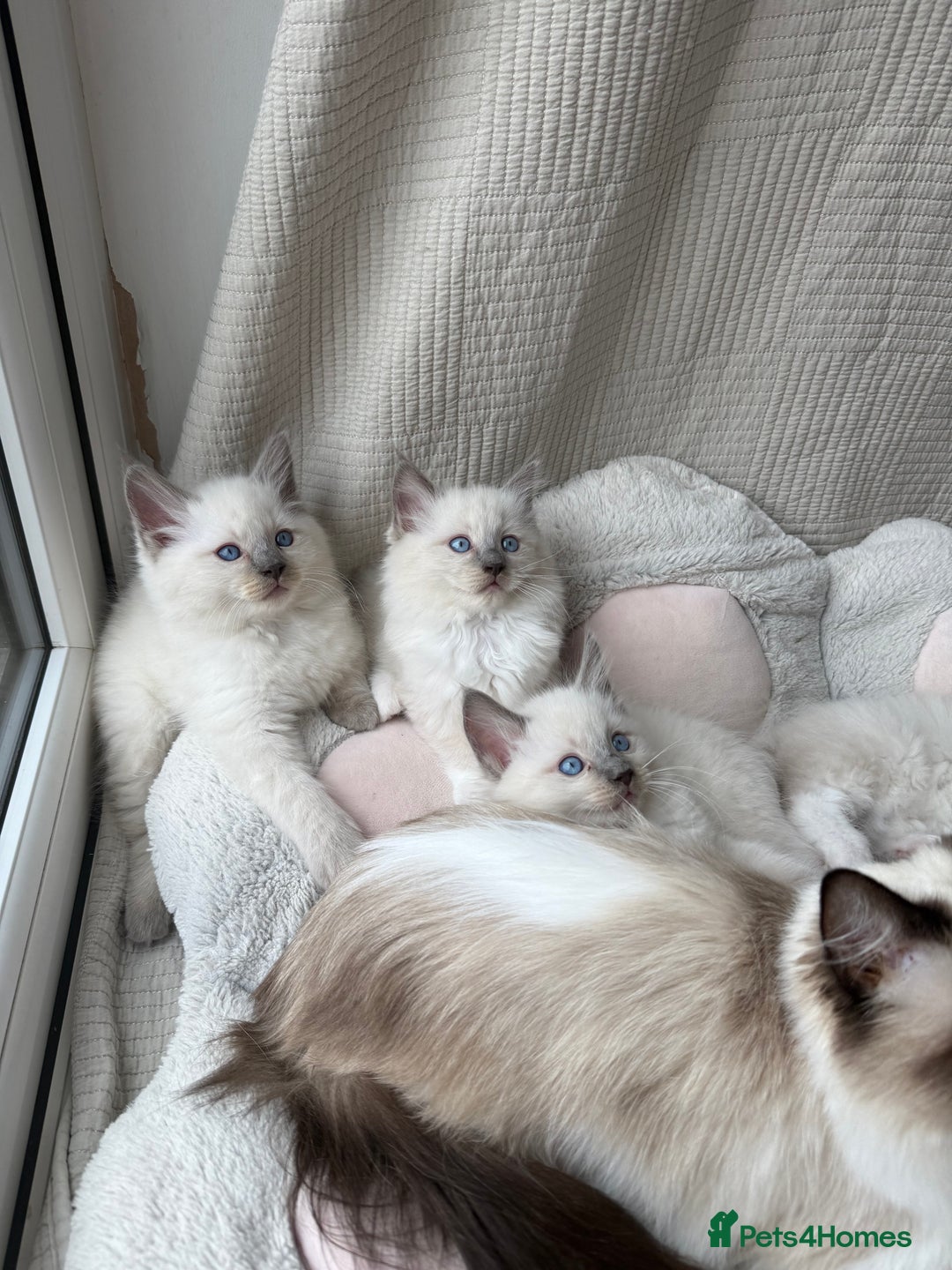 Ragdoll cats for sale: Adorable Pedigree Ragdoll Kittens Available 🐾 - Image 32
