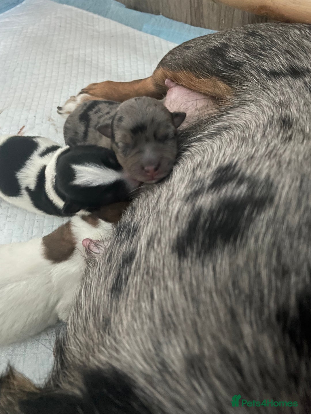 Jack Russell dogs for sale: Beautiful Jack Russell Terrier puppies available  - Advert 5