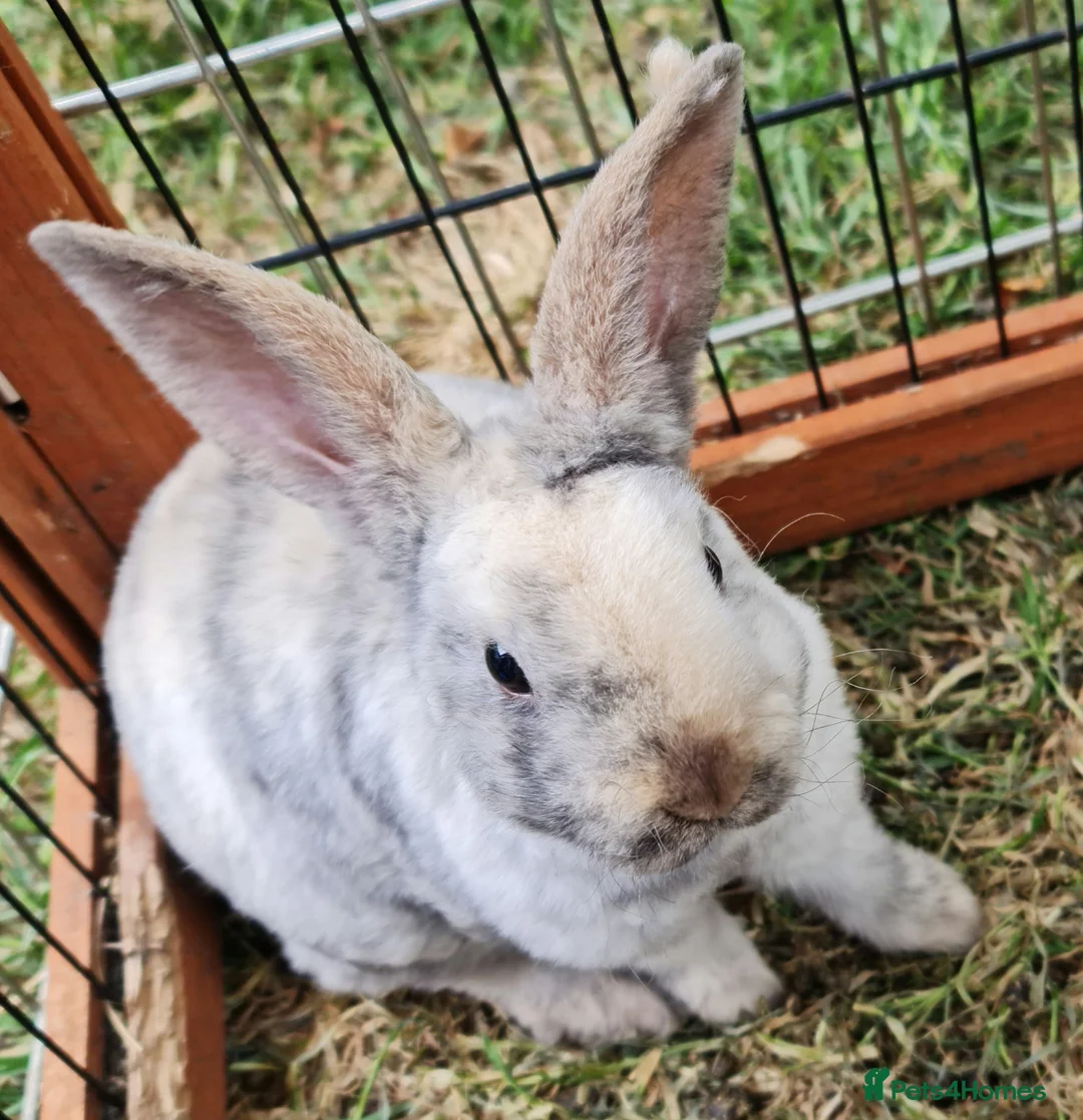 Mini Lop rabbits for sale: Mini lop plush x mini rex. 3 doe kits - Advert 6