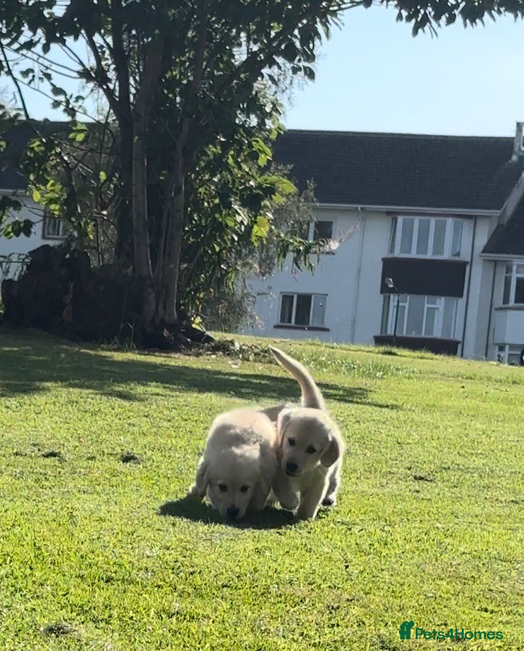 Golden Retriever dogs for sale: Golden retriever puppy's for sale  - Image 11